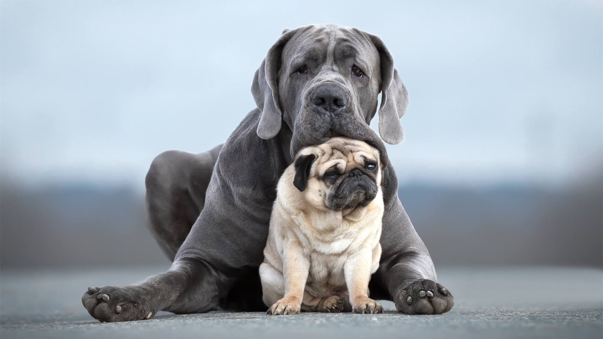 爱游戏电竞官网-联盟是否应与学校联合开展篮球课程，学校联盟成员是什么意思
