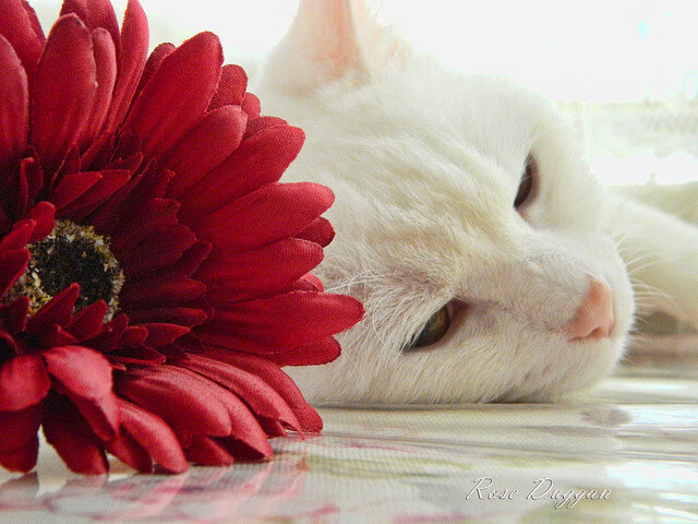 西班牙联赛裁判判罚争议,西班牙球赛2021