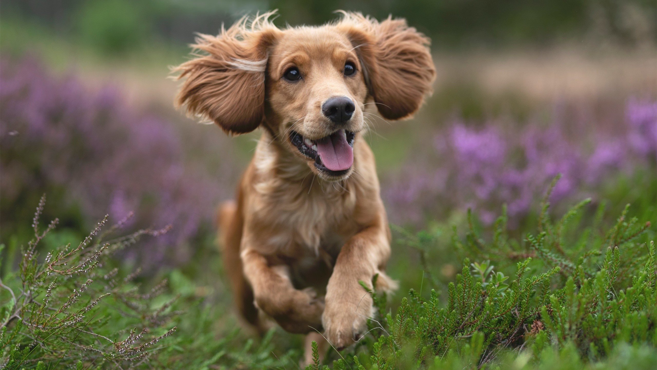 阿尔卑斯人击败马赛,结束对手六轮不败纪录,阿尔卑斯山的马