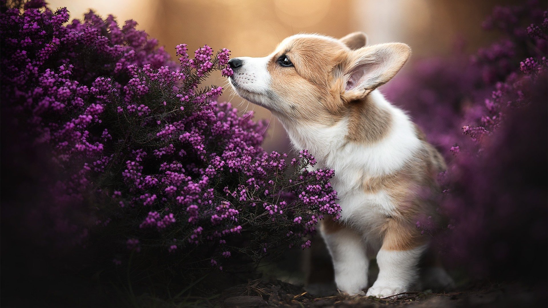 NBA球员赛季合同谈判动态,nba球队合同情况