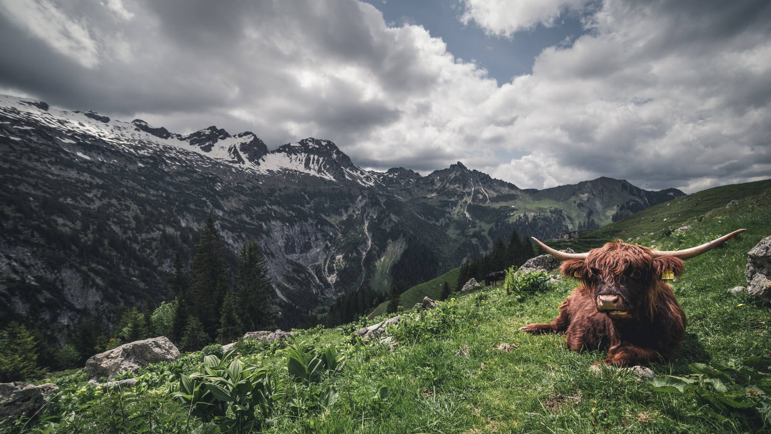 中国篮球赛事品牌建设与市场营销分析,篮球品牌市场占有率