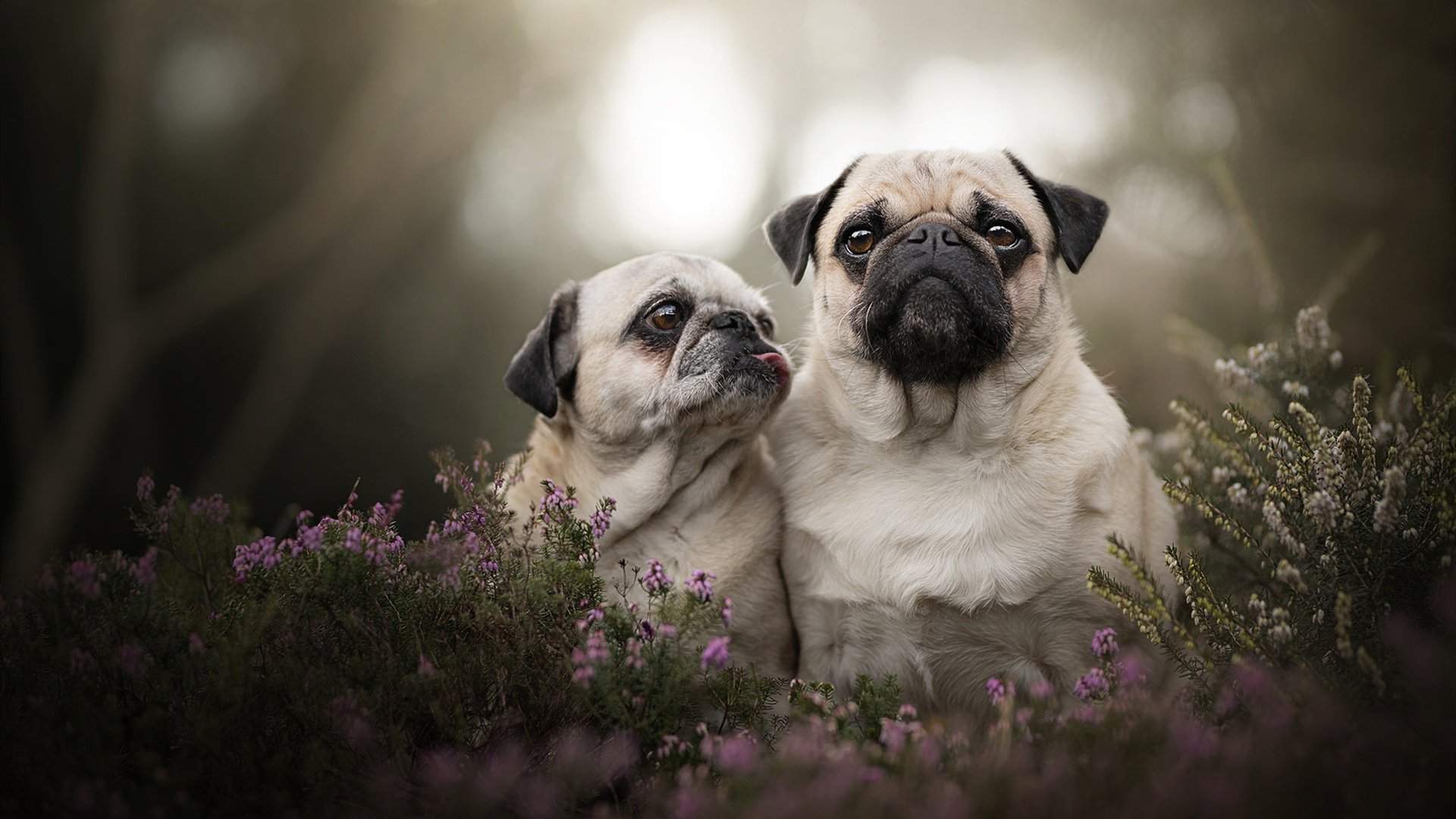 篮球运动员专项技能动作的运动控制机制分析,篮球动作技能理论知识