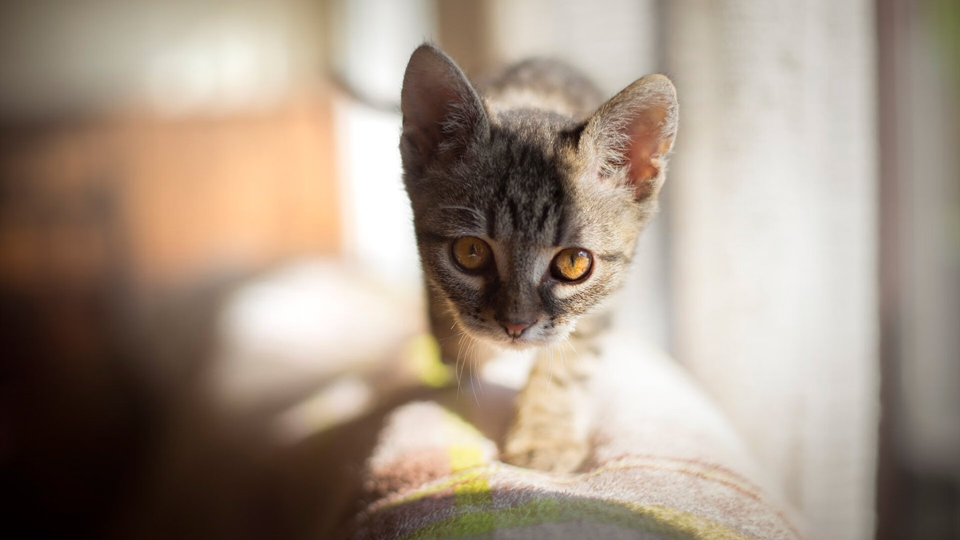 中国男篮战术多样性进一步提升,中国男篮战术分析