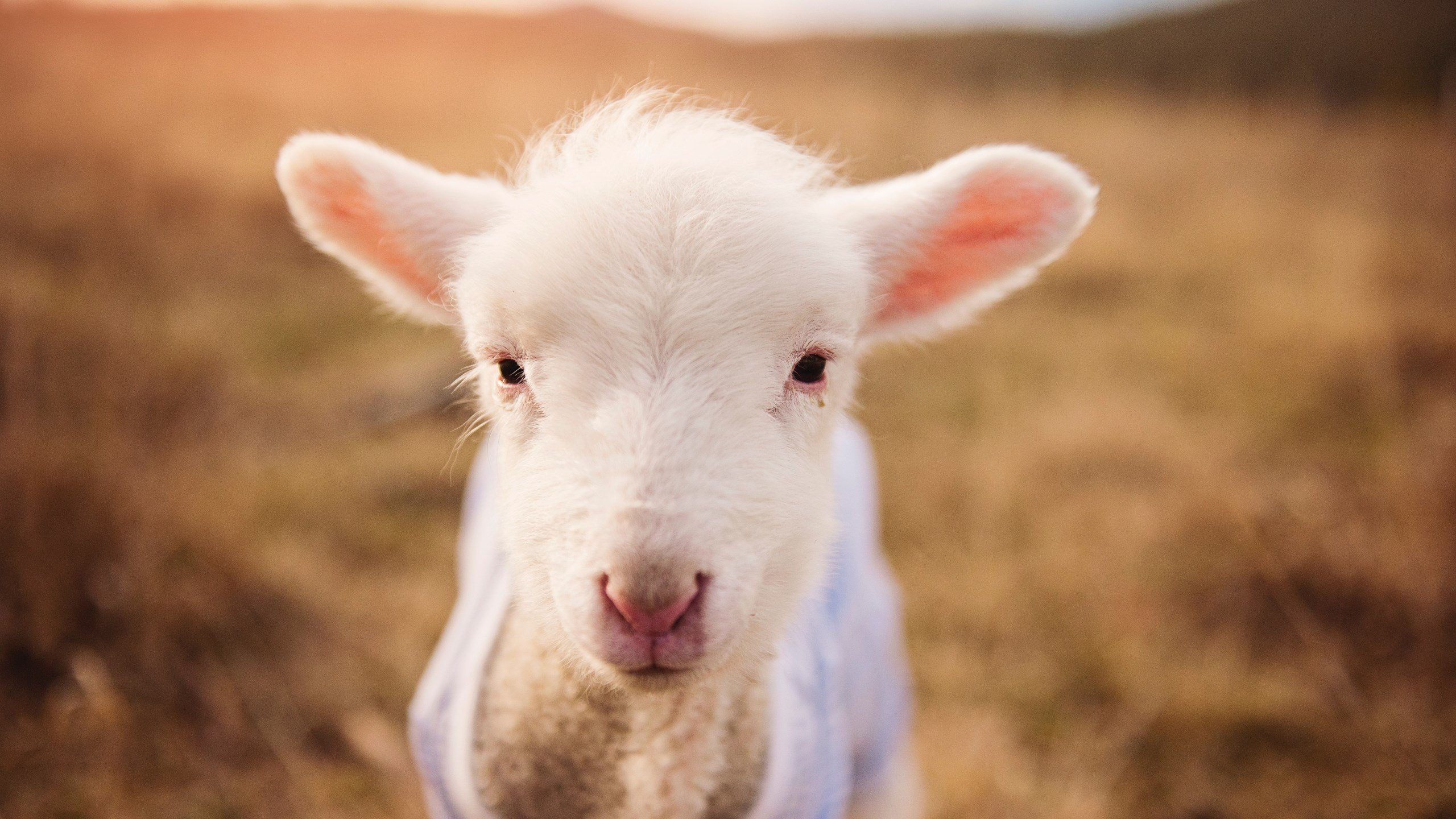 体育出版社推出CBA经典比赛战术分析手册面向教练与球迷,体育篮球cba竞赛情况